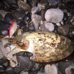 アオリイカ、コウイカ、タコが釣れましたがサイズに恵まれず